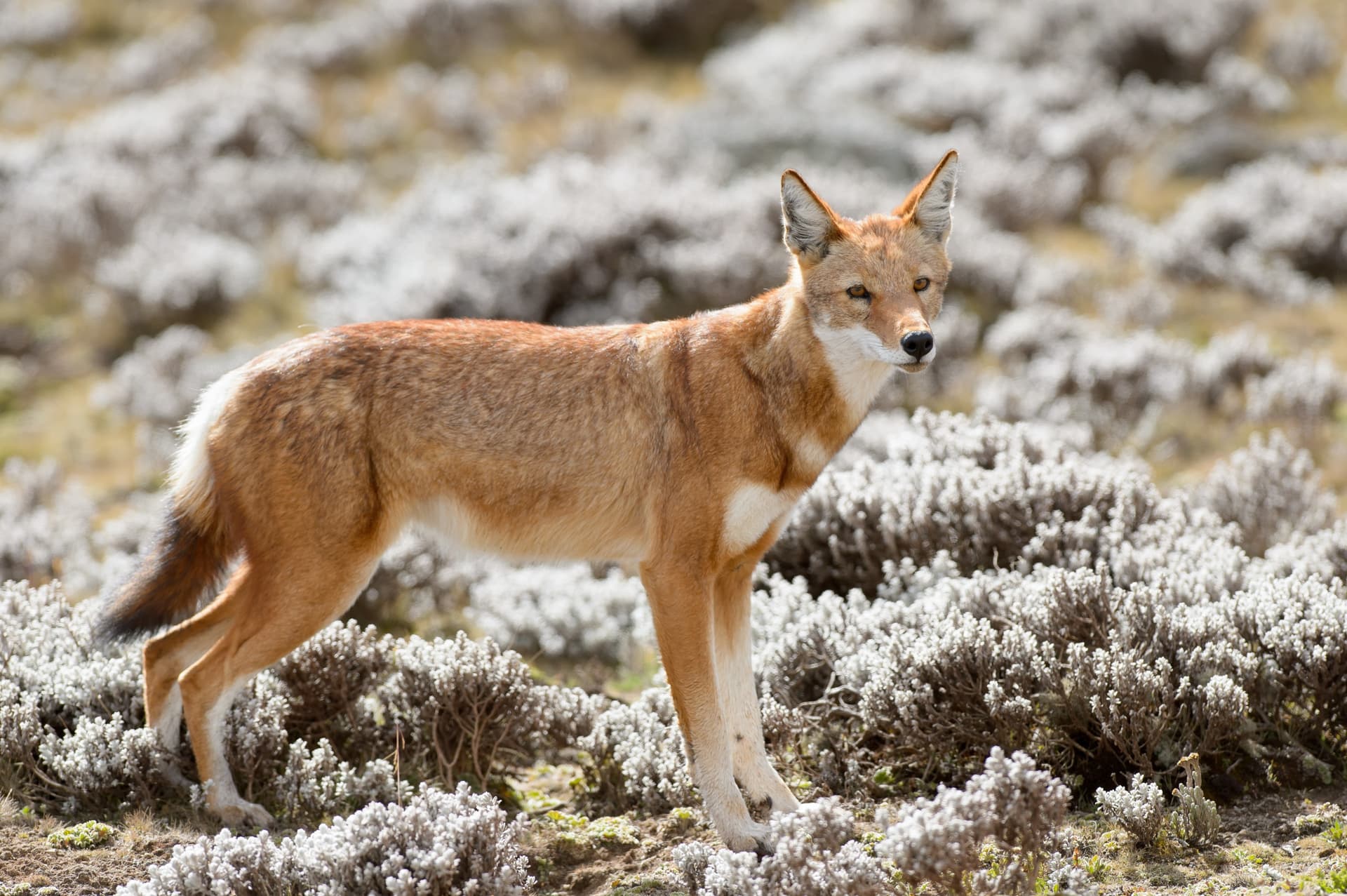 Le loup d'Abyssinie