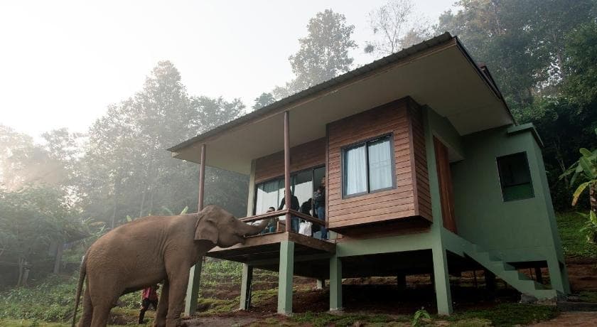 Chiang Mai Elephant Friends