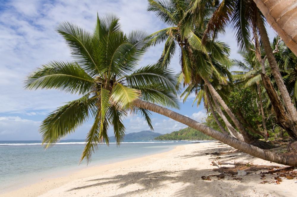 Comment, quand et où voir les baleines à bosse de Madagascar ?