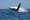 Comment, quand et où voir les baleines à bosse de Madagascar ?