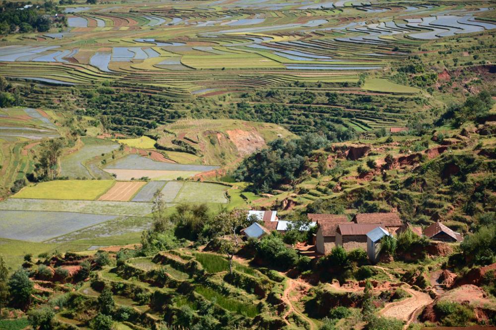 La rizipisciculture à Madagascar : une pratique qui devrait être une référence