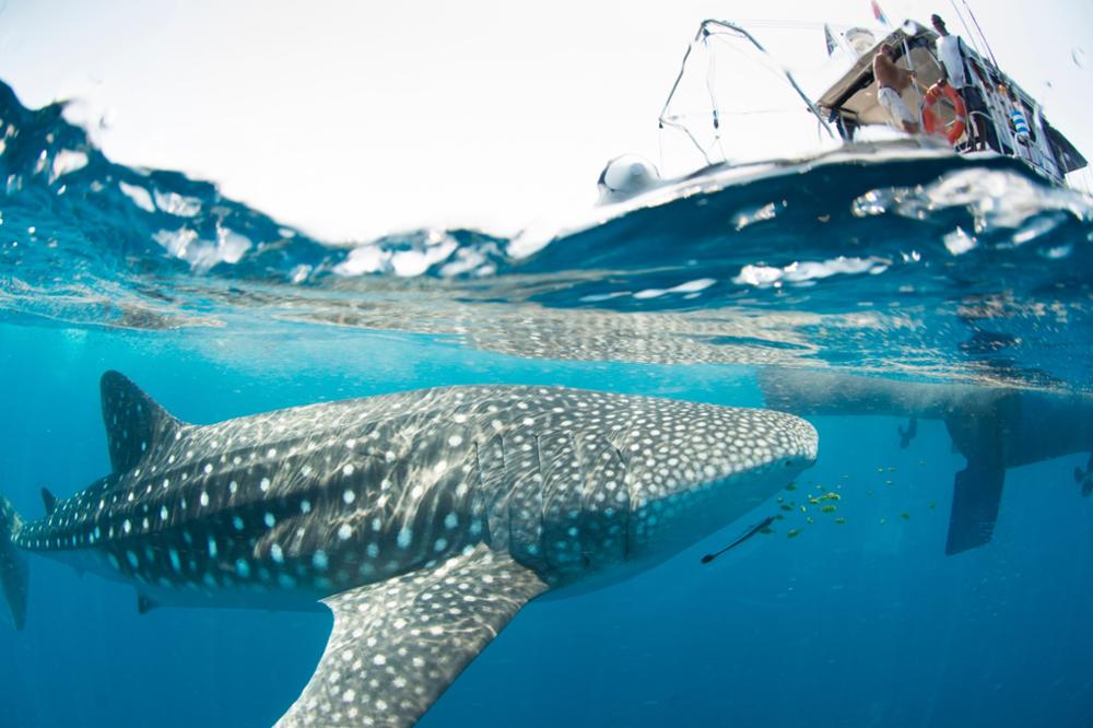 Comment, quand et où voir les requins baleines à Madagascar ?