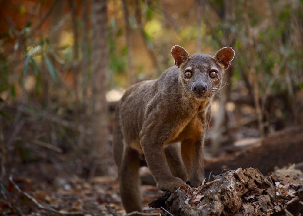 Les animaux à voir à Madagascar