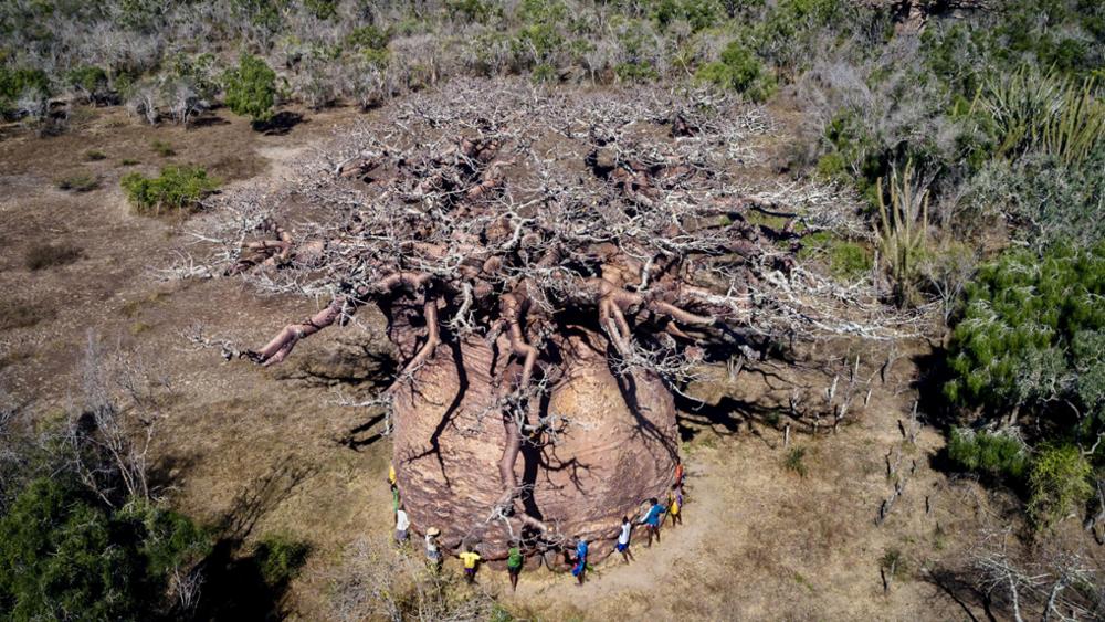 Voyages d'auteur avec Détours Madagascar, Cyrille Cornu propose deux voyages à la découverte des baobabs