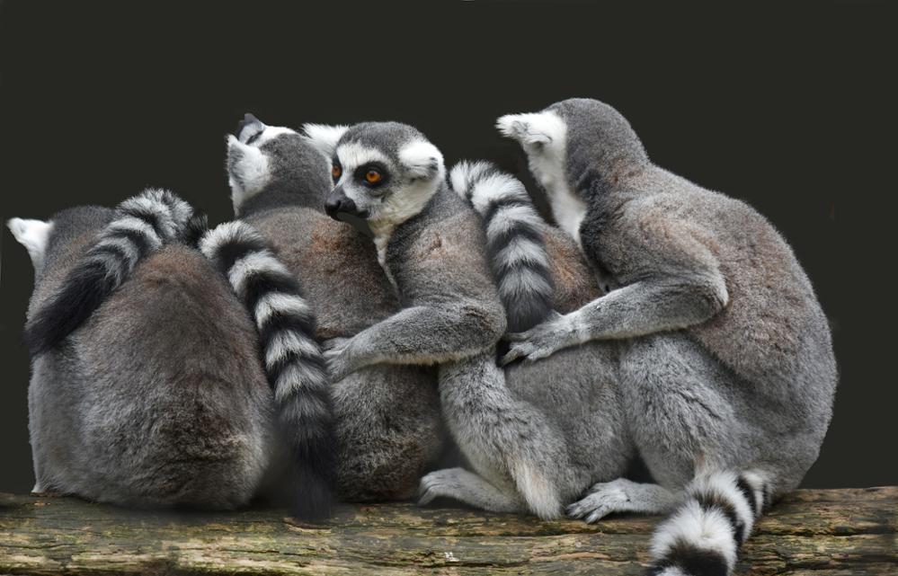 5 bonnes raisons de partir en voyage à Madagascar