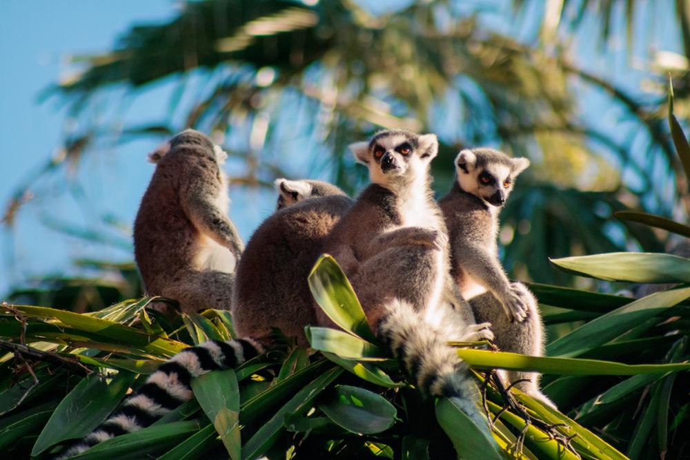 Les 6 curiosités naturelles de Madagascar