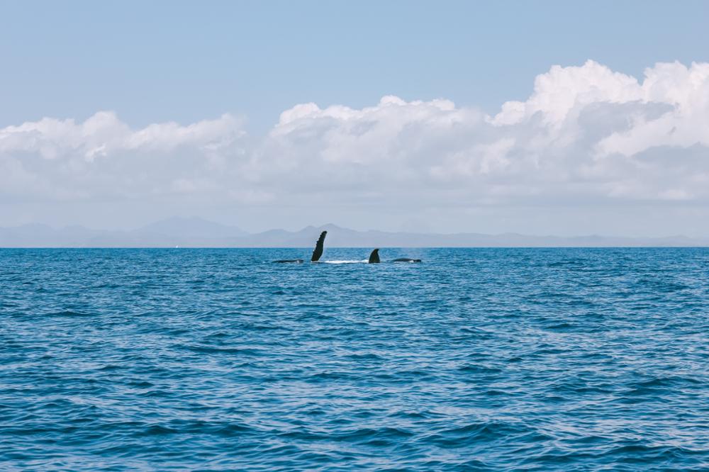 Comment, quand et où voir les baleines à bosse de Madagascar ?