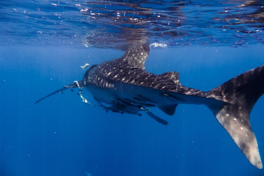 Comment, quand et où voir les requins baleines à Madagascar ?