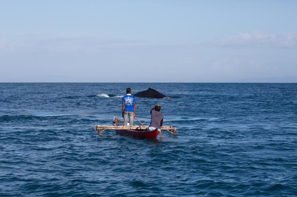 Comment, quand et où voir les baleines à bosse de Madagascar ?