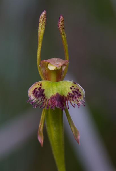 Madagascar : l’île aux orchidées   