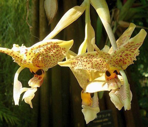 Madagascar : l’île aux orchidées   