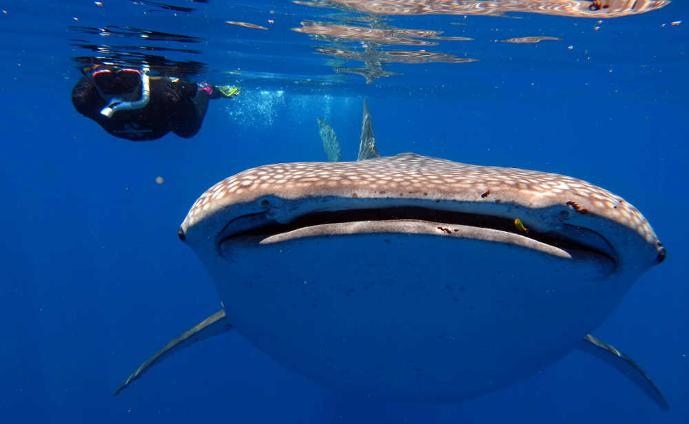 Comment, quand et où voir les requins baleines à Madagascar ?