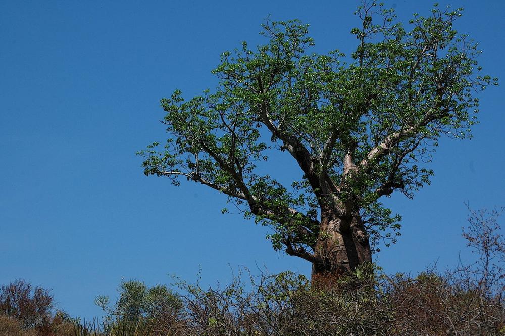 L’envoutant Extrême-Sud de Madagascar