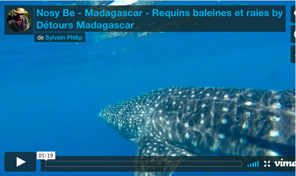 Requin Baleine, raies, baleine, tortues, dauphins … L’exceptionnel est à Nosy Be
