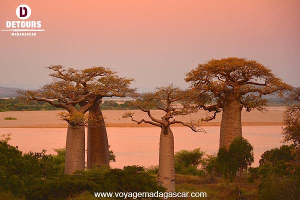 Les Baobabs de Madagascar : arbres emblématiques et mythiques