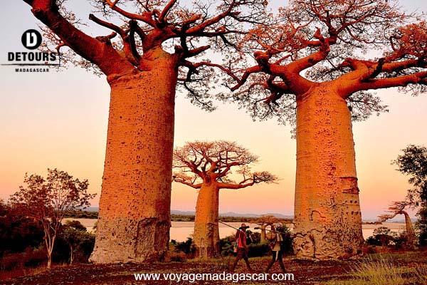 Les Baobabs de Madagascar : arbres emblématiques et mythiques
