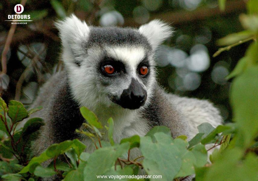 Les lémuriens de Madagascar