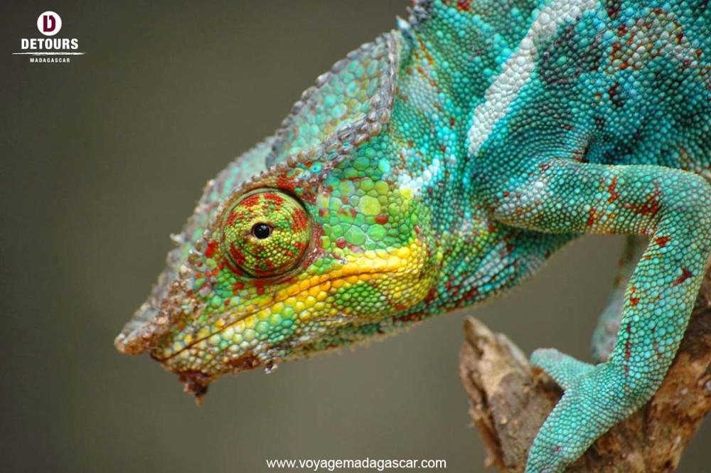 Les caméléons de Madagascar