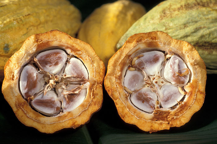 Le cacao de Madagascar, un cacao d’exception